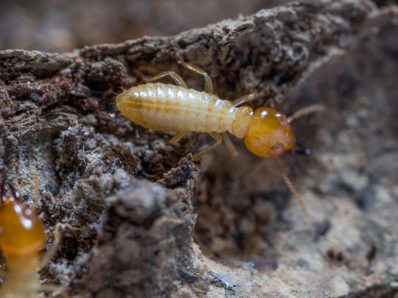 Termites (Anai Anai) Treatment