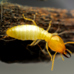 termites infestation
