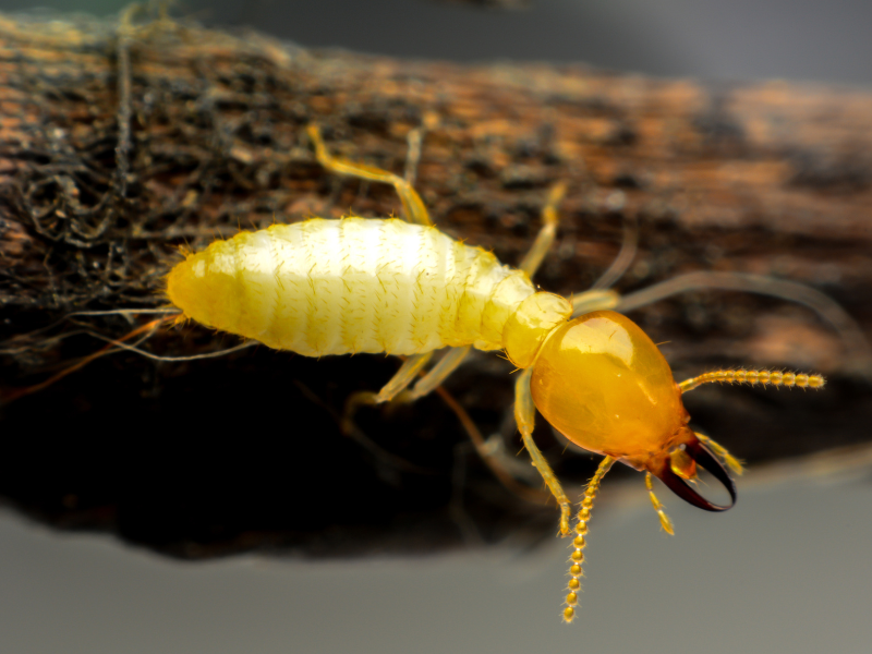 shocking discovery termites