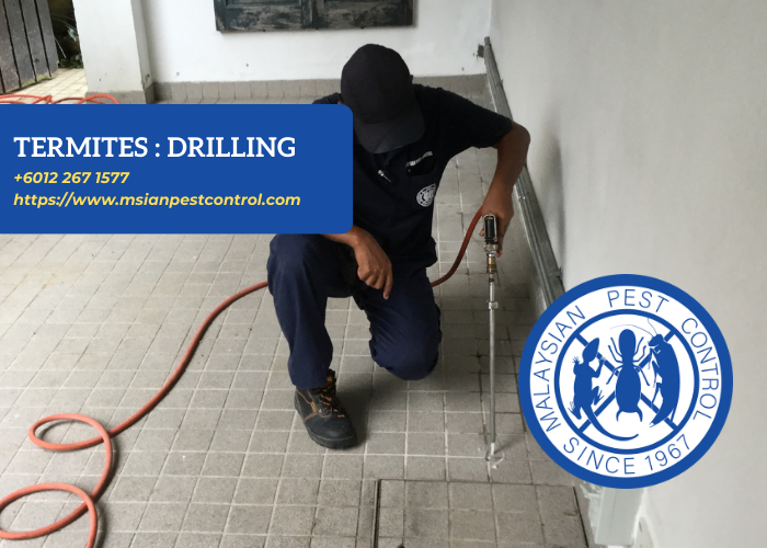 Termites Baiting or Drilling (Barrier)