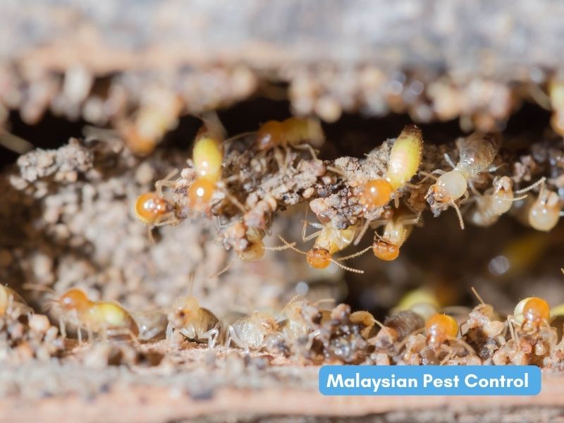 شركة مكافحة الحشرات الماليزية Sdn Bhd