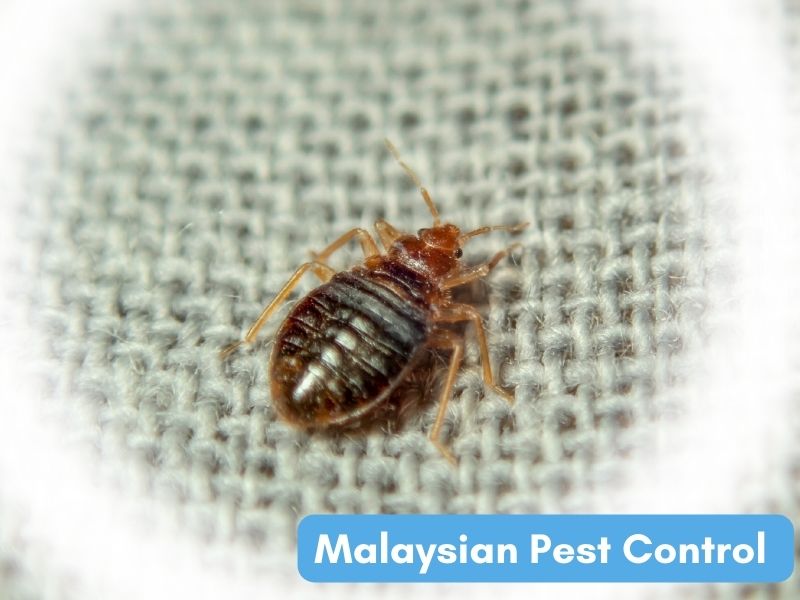 马来西亚害虫防治有限公司