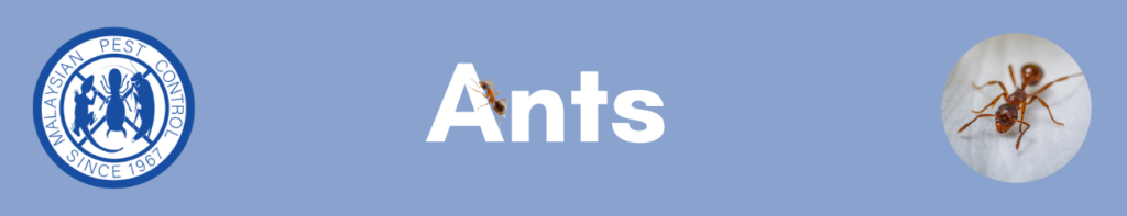 السيطرة على النمل