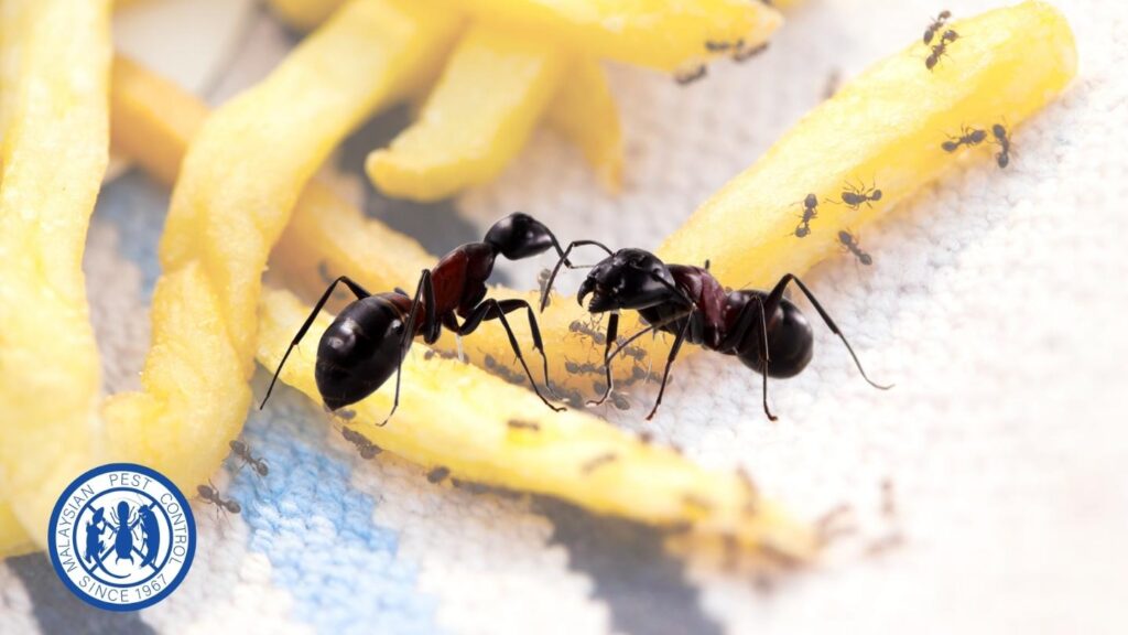 ants extermination