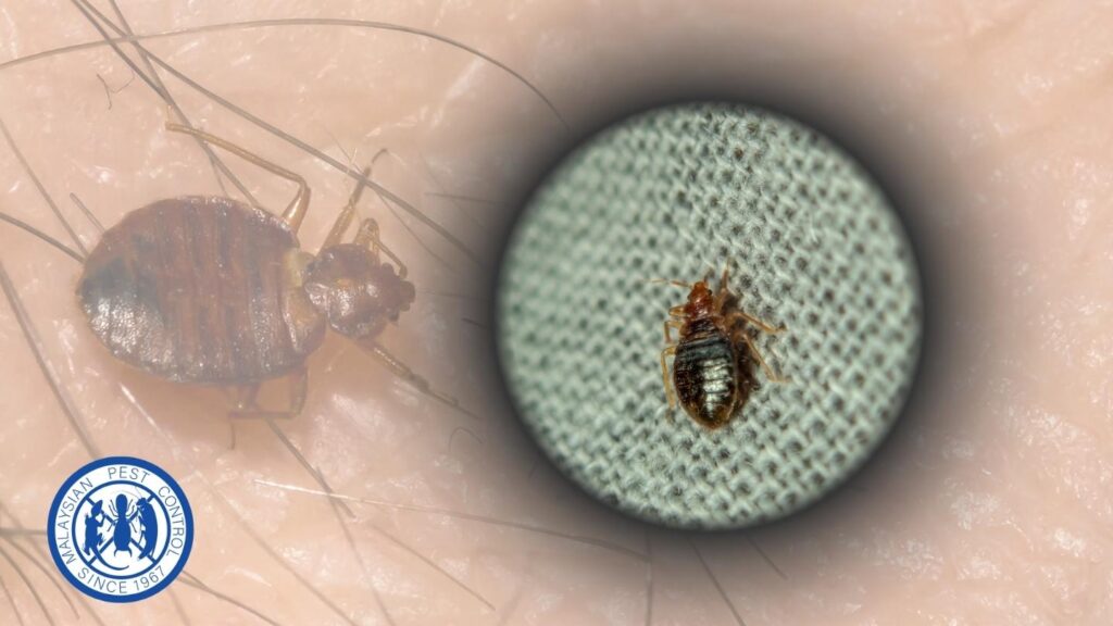 bed bugs prevention strategy
