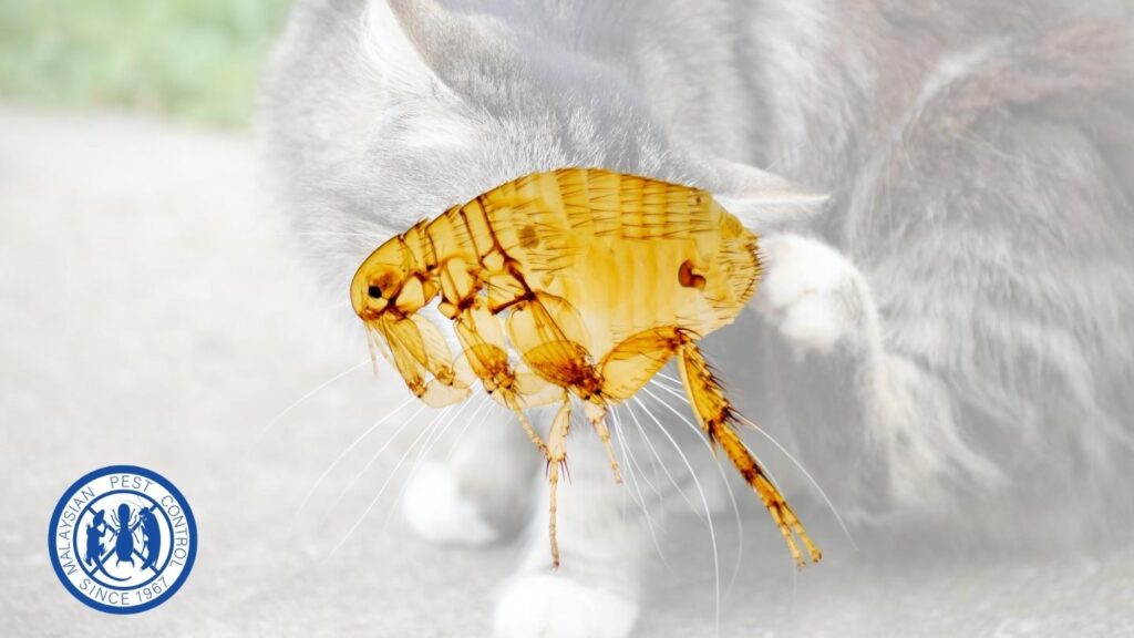 perkhidmatan kawalan serangga perosak