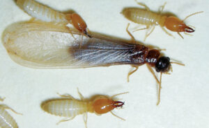 Asian subterranean termite — common Coptotermes species in Malaysia