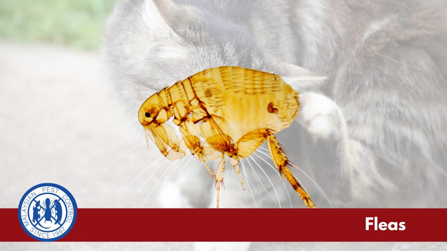 Flea close-up — Ctenocephalides felis, the cat flea, the most common species affecting Malaysian pets and homes