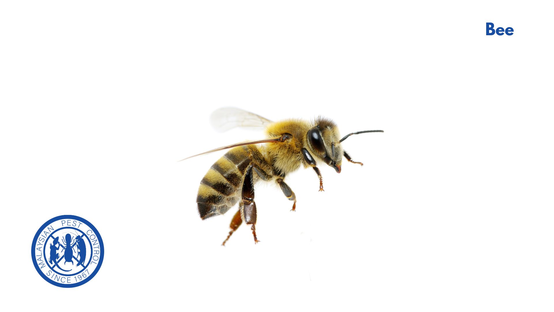 Bee close-up — pollinator with robust hairy body, key player in agriculture and ecosystems