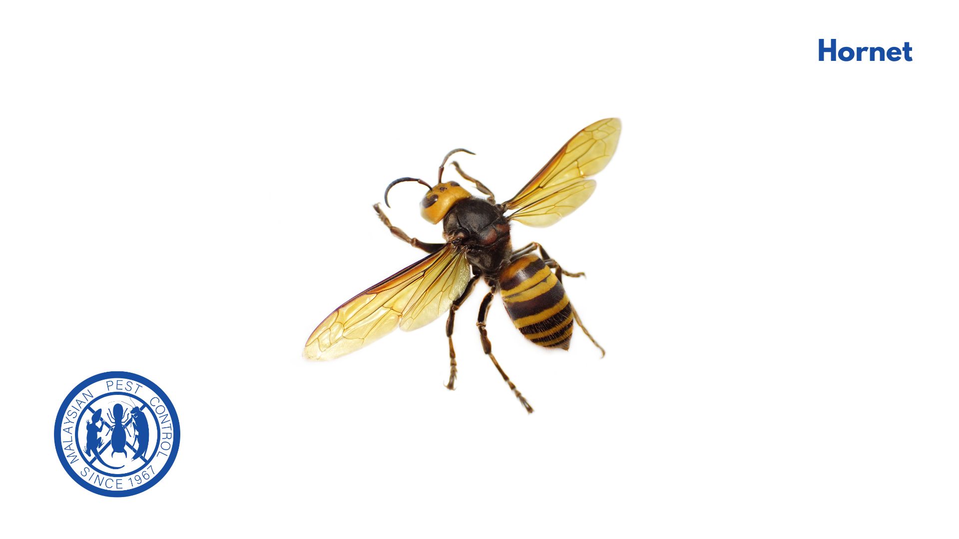 Hornet close-up — Family Vespidae, larger than most wasps, builds large paper nests