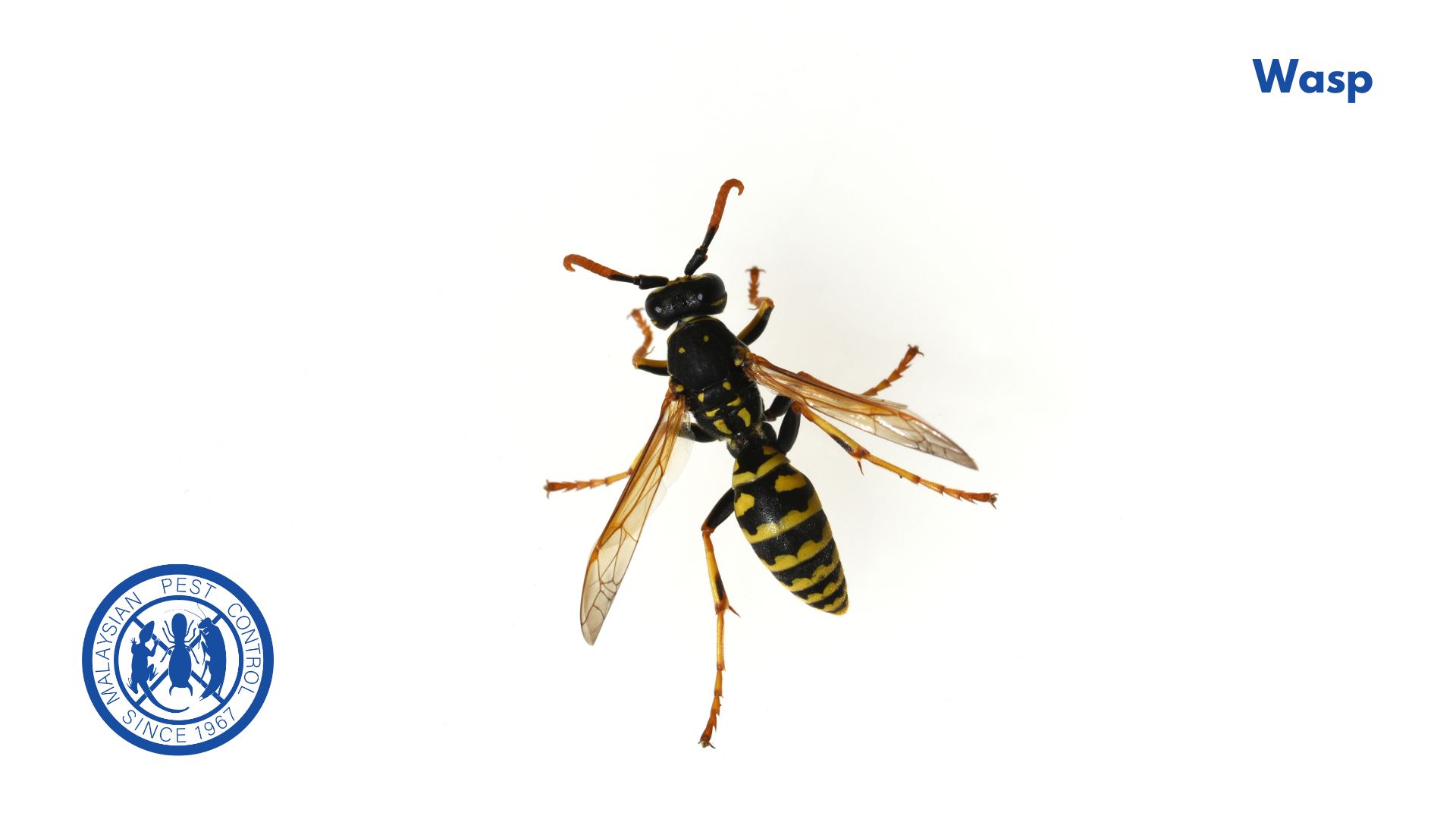Wasp close-up — slender body, narrow waist, less hair, can sting repeatedly