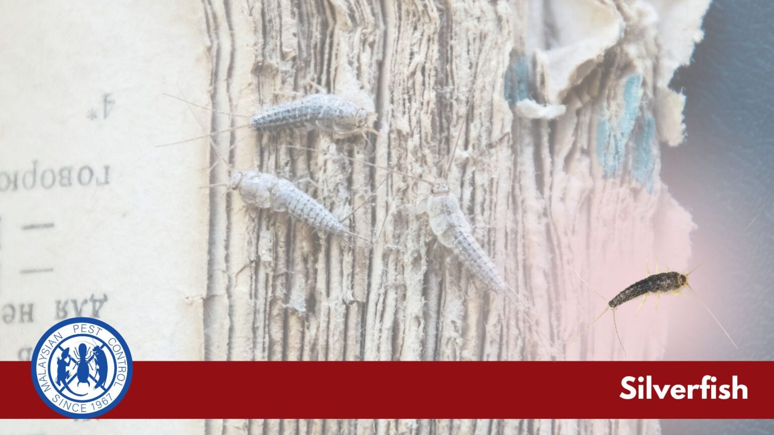 Silverfish (Lepisma saccharina) close-up — silvery teardrop-shaped insect with three long bristles, common in humid Malaysian homes