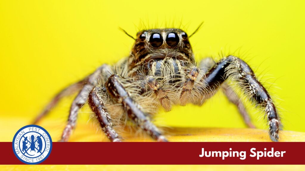 about spiders treatment and control