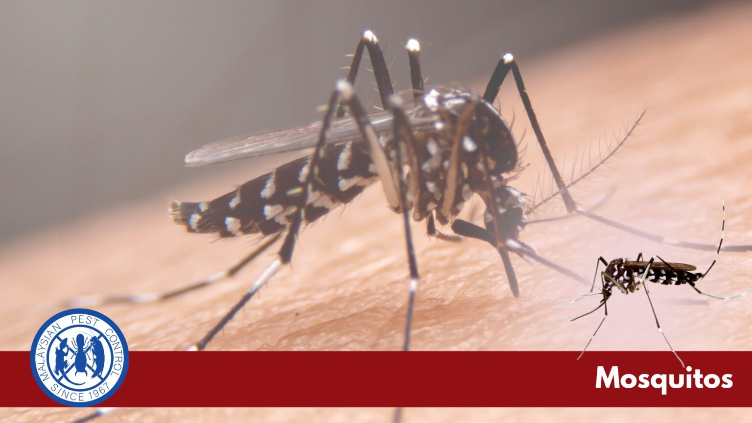 Mosquito close-up — vector for dengue, malaria, Zika and other diseases