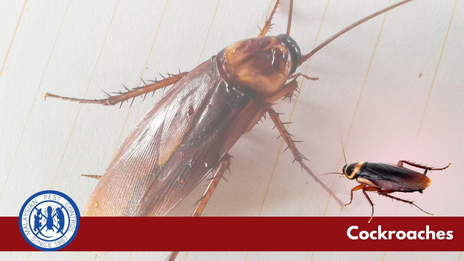 Cockroach close-up — common urban pest carrying disease and triggering asthma