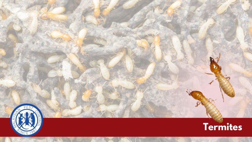 about termites and its treatment