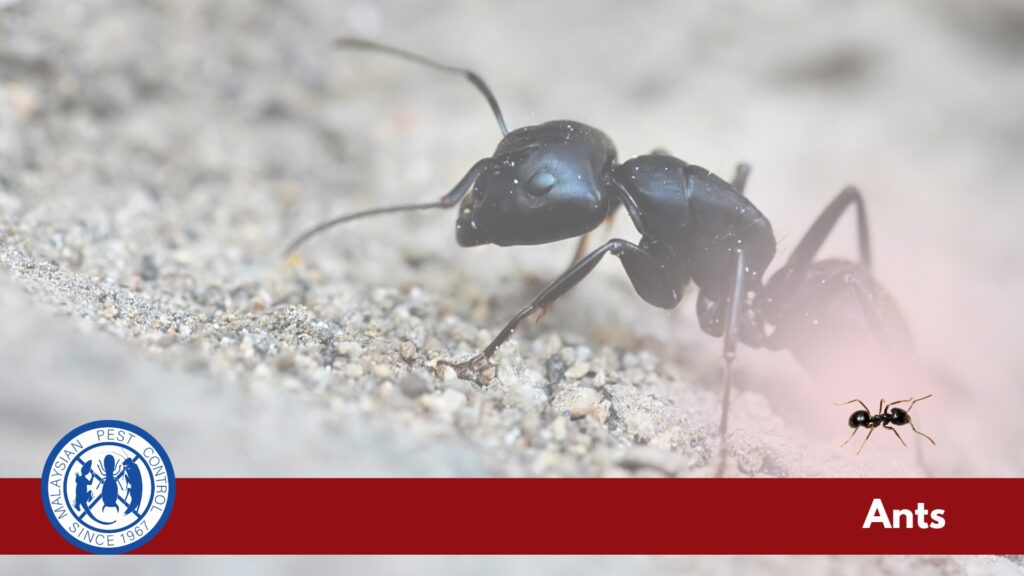 about ants treatment and control