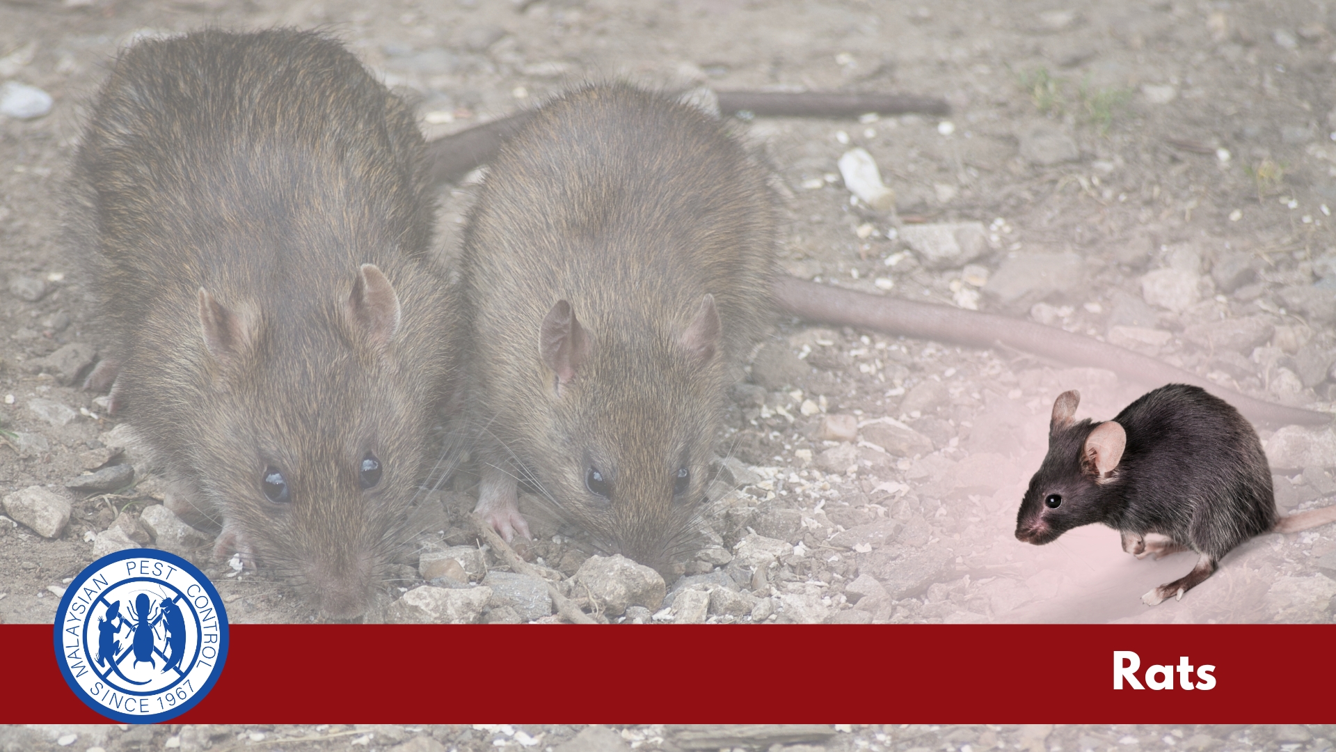 Rat — Rattus species, common rodent pest in Malaysian homes and premises