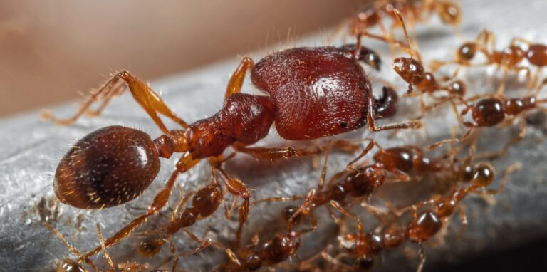 Big Headed Ants — Malaysian species with distinctive large-headed soldiers