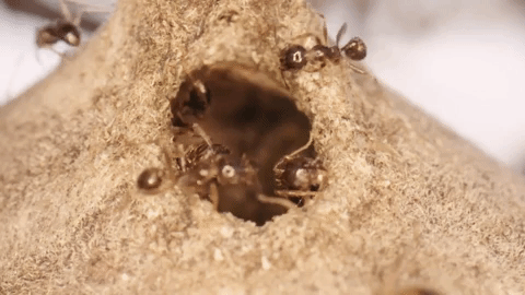 big headed ants