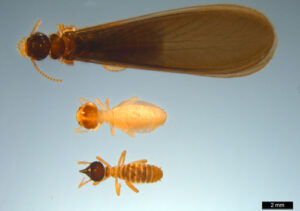 Conehead termites — distinctive cone-shaped head, build above-ground nests