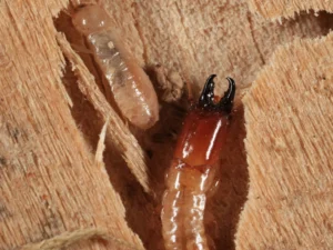 Drywood termites — soldier and worker castes shown in a piece of dry wood