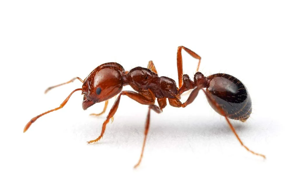 علاج النمل الناري ومكافحته