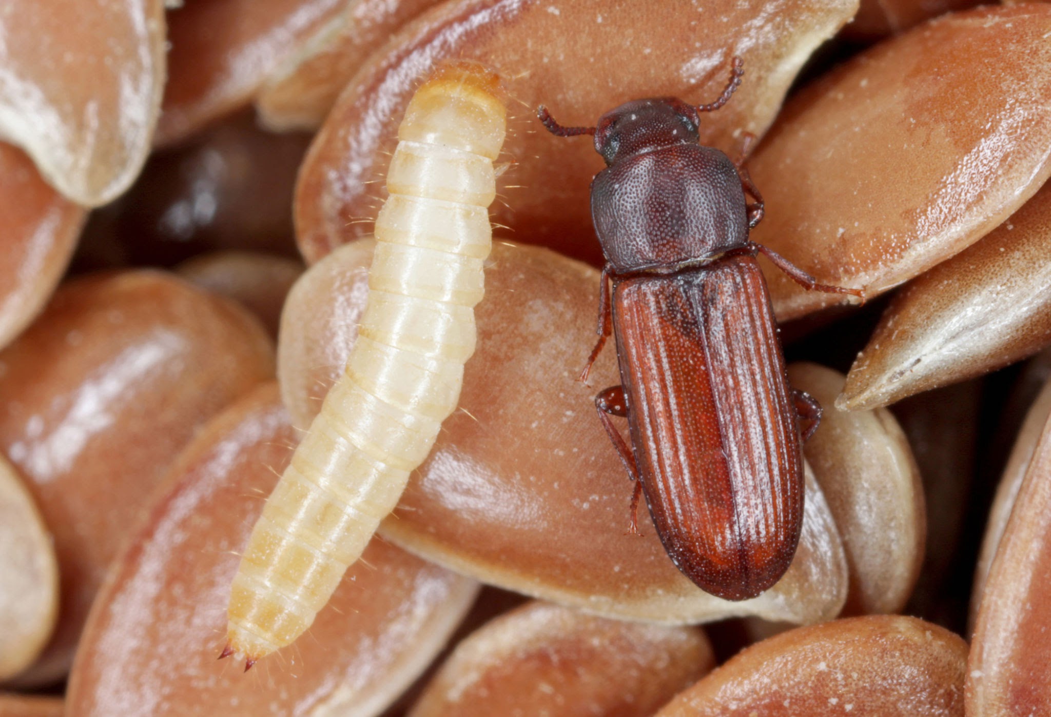 Flour beetles (Tribolium spp.) — red and confused flour beetles common in flour and grain products