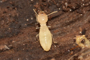 Formosan termite worker — Coptotermes formosanus, the most destructive termite species globally