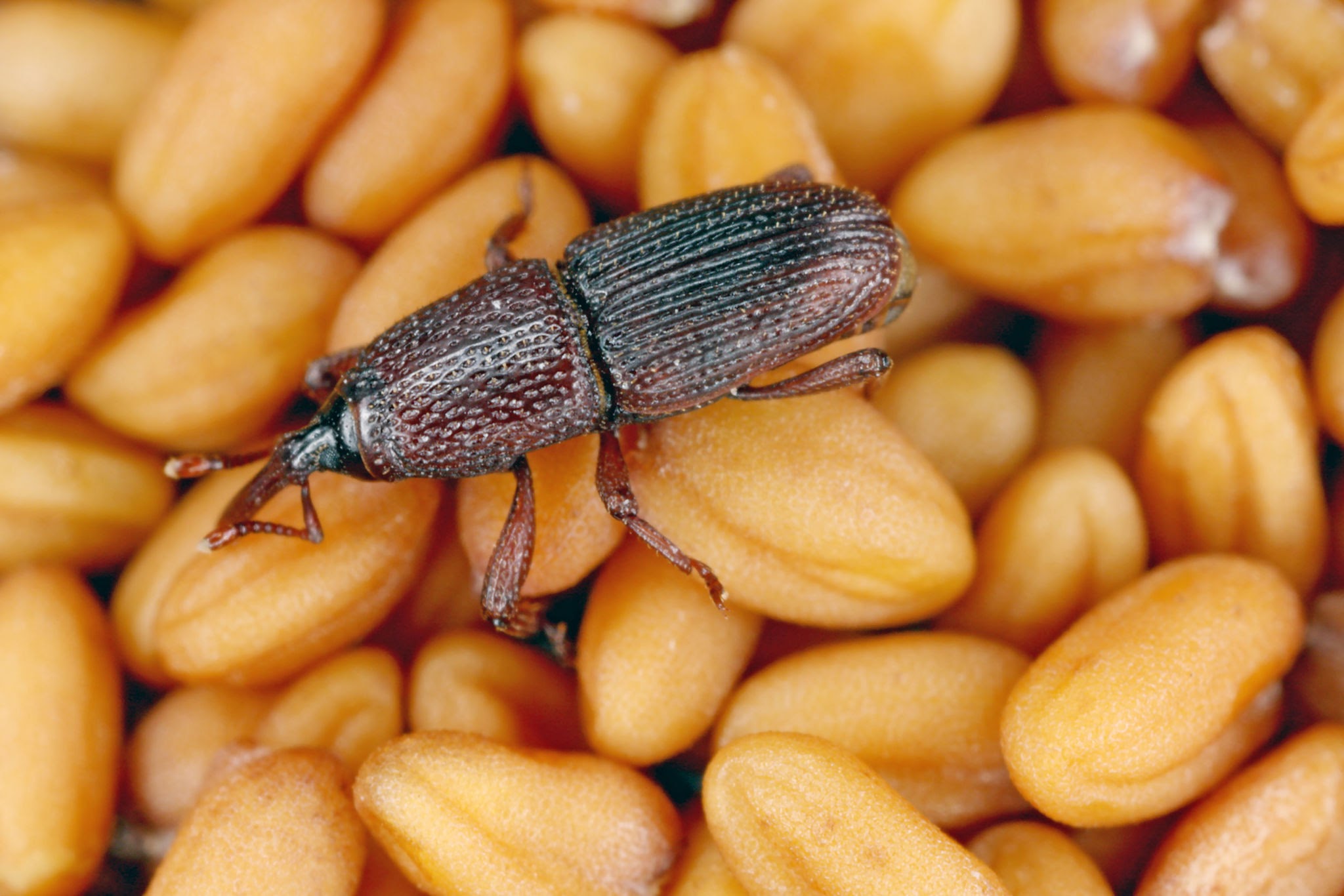 Grain weevils (Sitophilus granarius) — bore into grain kernels to lay eggs