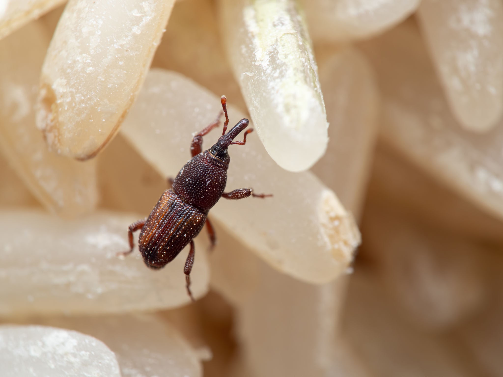 Rice weevils (Sitophilus oryzae) — common stored grain pest in Malaysia