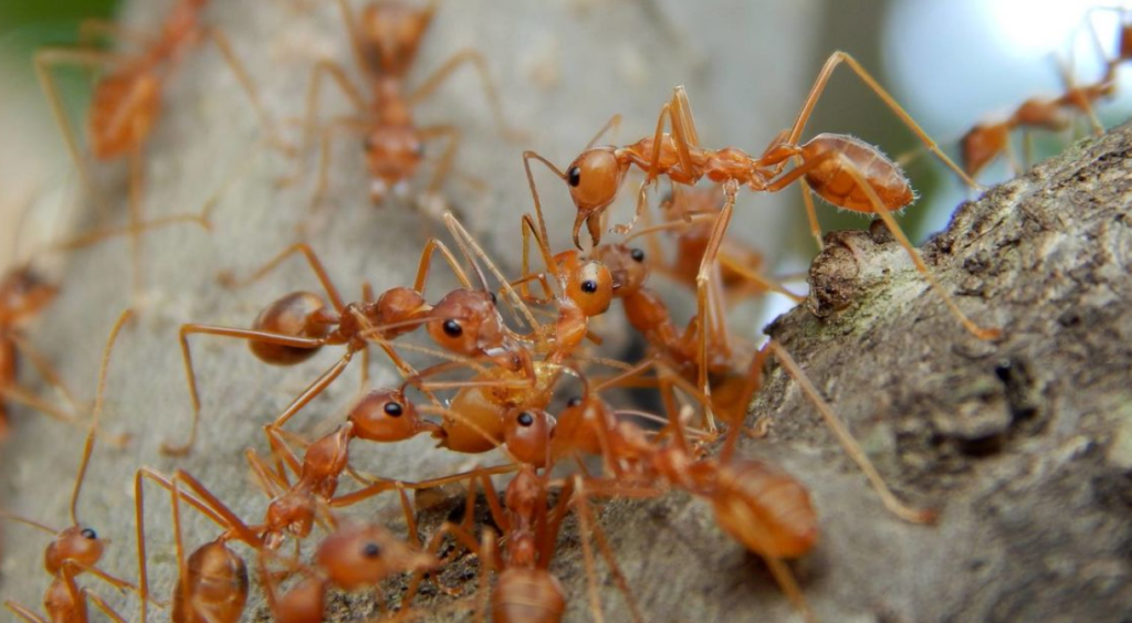 weaver ants control and treatment
