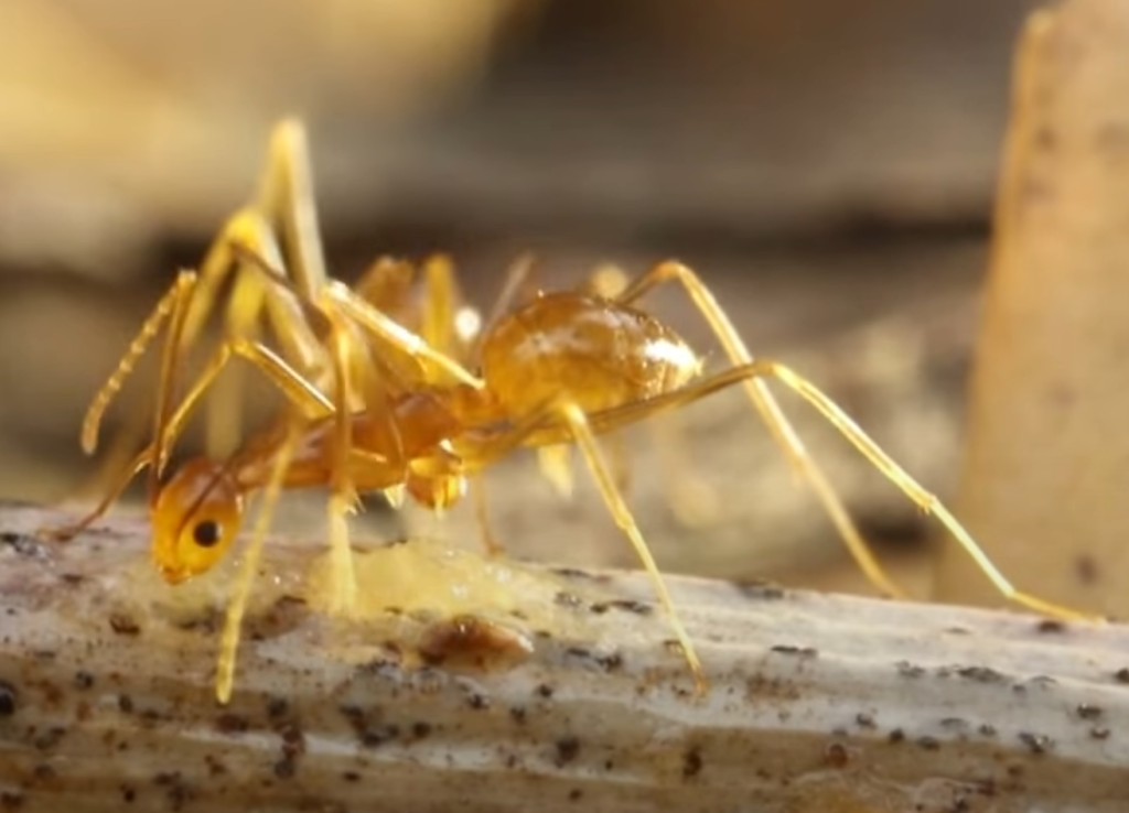 غزو النمل الأصفر المجنون