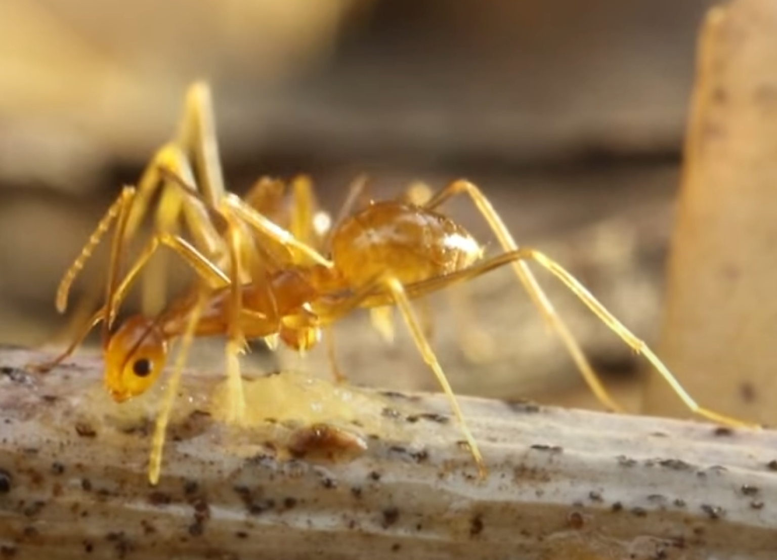 Yellow crazy ants (Anoplolepis gracilipes) — invasive ant species swarming on surface in Malaysian environment