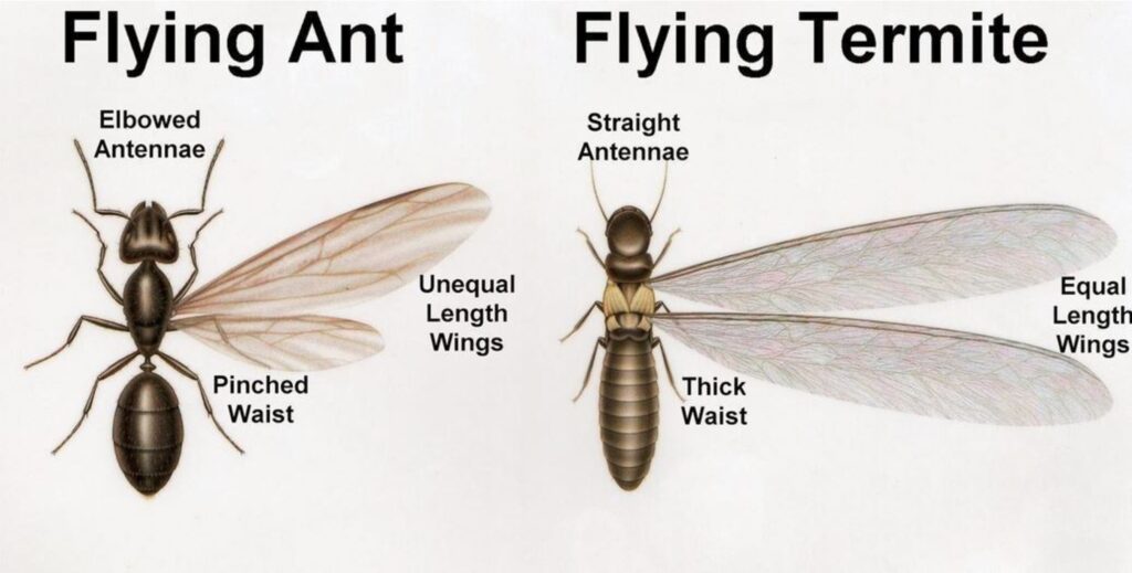 날아다니는 개미 vs 흰개미