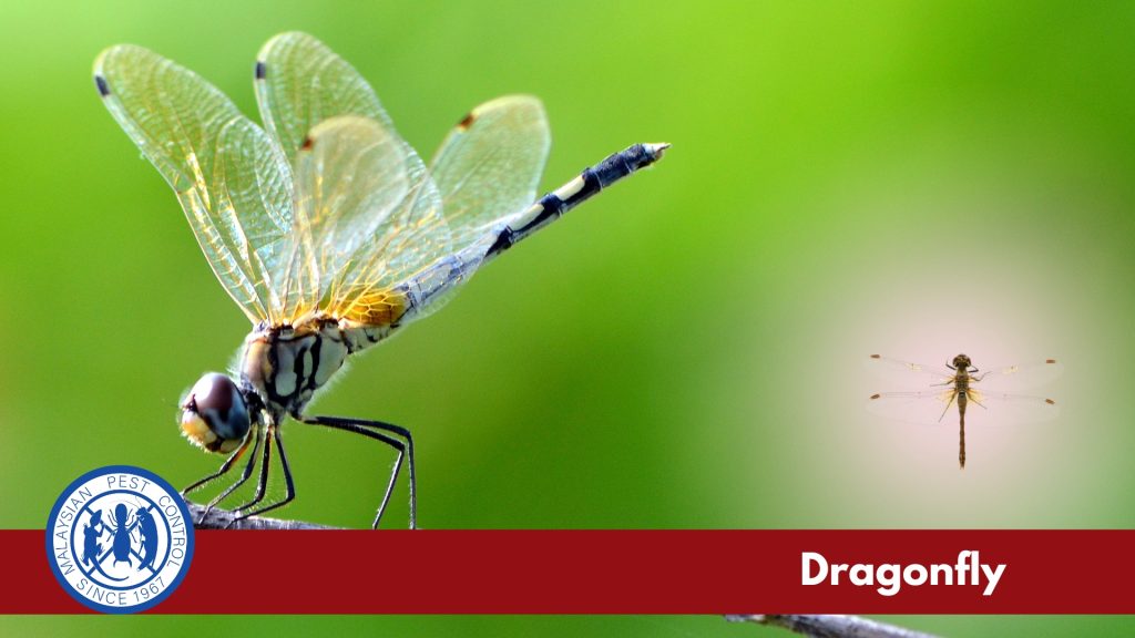  about dragon fly