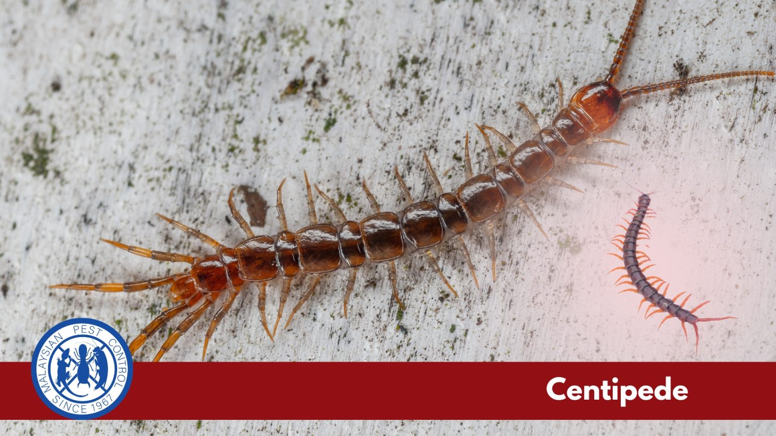 Centipede in Malaysian home — nocturnal predator with venomous bite