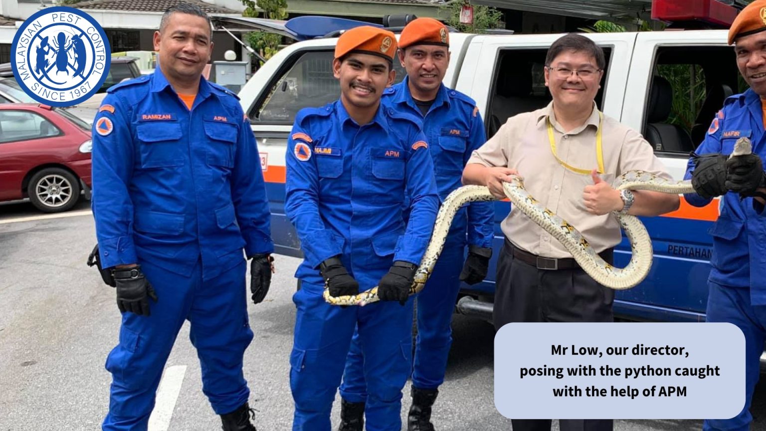 マレーシア害虫駆除会社のディレクター、ロウ氏が、APMがこのニシキヘビを捕獲した後、顧客の現場にいる。