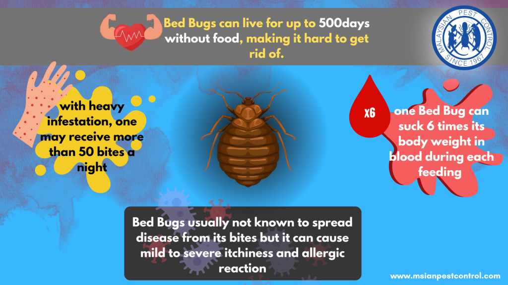 DIY bed bugs treatment