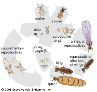 termites life cycle