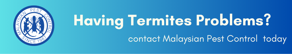 termites treatment